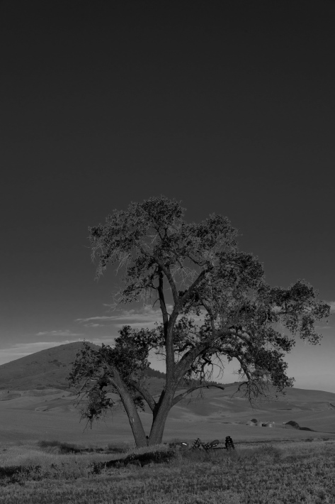 Lone Tree and Steptoe - Palouse - ©Derek Chambers