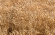 Ripe Wheat - Palouse - ©Derek Chambers