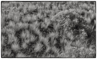 Bunch Grass and Sage Bush - ©Derek Chambers