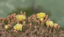 Cactus in Flower - Another - ©Derek Chambers