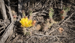 Cactus in Flower - ©Derek Chambers